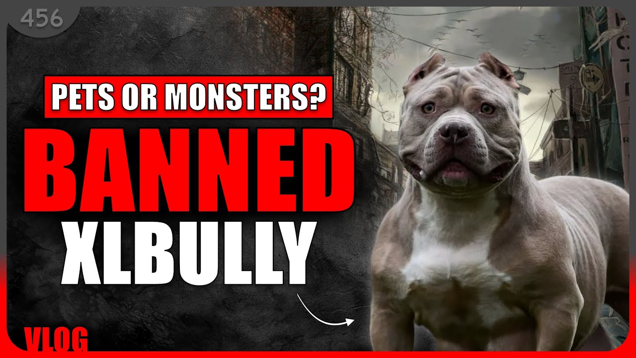 American XL bully dogs to be banned in UK following spate of ‘horror ...