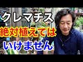 クレマチスはもう植えてはいけない。。。　【園芸超人カーメン君】
