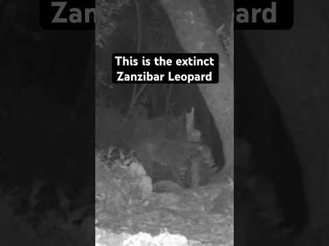 Video: A găsit Forrest Galante un animal dispărut?