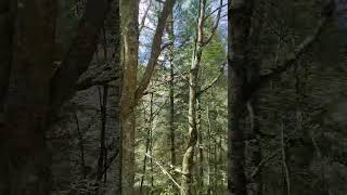 Mountain beech forest mother nature in Rhodope Mountain in Bulgaria- a short TikTok Live session