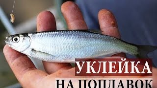 видео Ловля уклейки