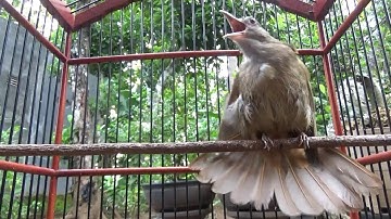 Pancingan KAPAS TEMBAK agar ikut buka ekor !!!!