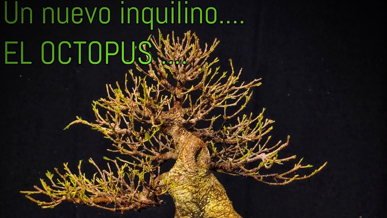 El OCTOPUS....nuevo ficus Tiger bark..tratamos y erradicamos plaga menor!