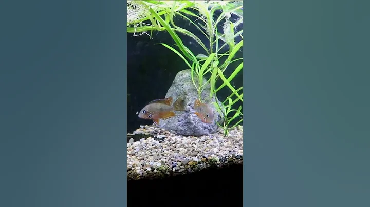 Like a Firemouth Cichlid Only Calmer - Thorichthys maculipinnis #shorts - DayDayNews