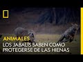 Los jabalís pueden parecer una presa fácil, pero no están indefensos | NATIONAL GEOGRAPHIC ESPAÑA