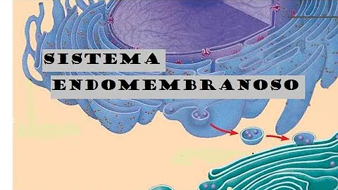 ¿Qué es un sistema membranoso?