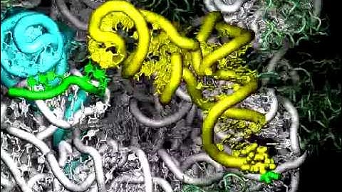 Ribosome Molecular Dynamics Simulation Animation Site