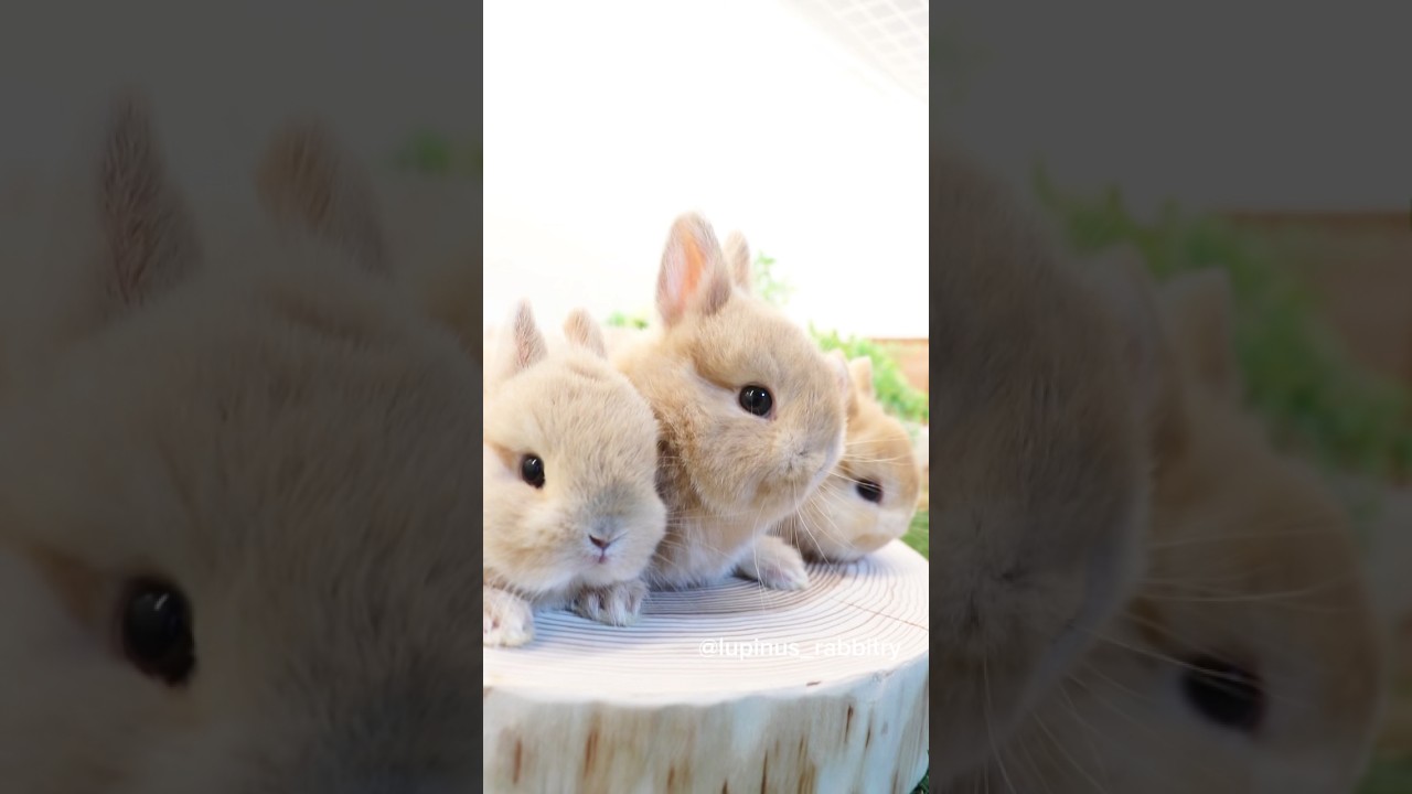 端午の節句にオススメ！うさぎがひっそり優しい男の子のキッズ袴 90 