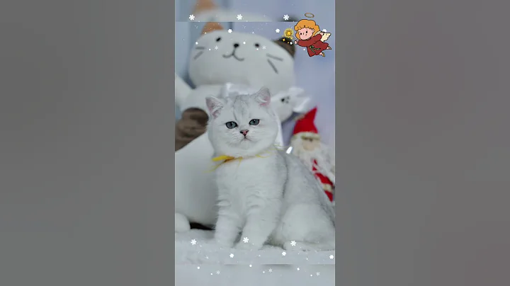 Watch the video about Zayka — British Shorthair Handsome Boy is Waiting for His Family