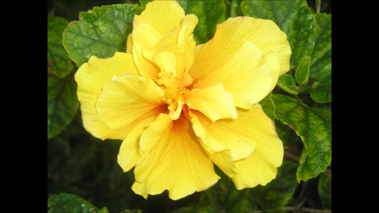 All Flowers of Bermuda YouTube