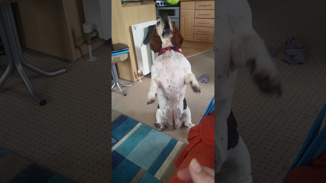 Basset hound catching ball dog trick