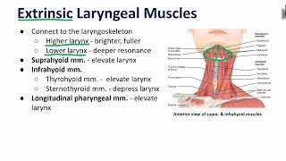 Laryngeal Muscles