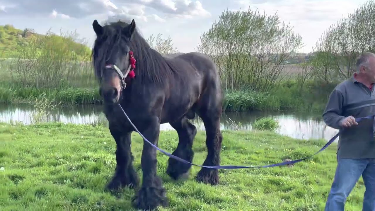 Коні Ваговози.Дочка Буцефала.Справжня гніда красуня.🔥