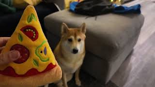 I Hid His Favorite Toy… and My Smart Shiba FOUND It in SECONDS 😱🍕🐕