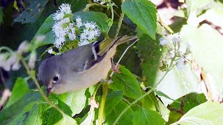 Ruby crowned Kinglet in Central Park Ramble New York - Cute, Tiny, Active Songbird