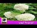 زهرة البيلسان تعرف ما هي زهرة البيلسان 