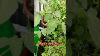 Caterpillar attack in pudhina plant