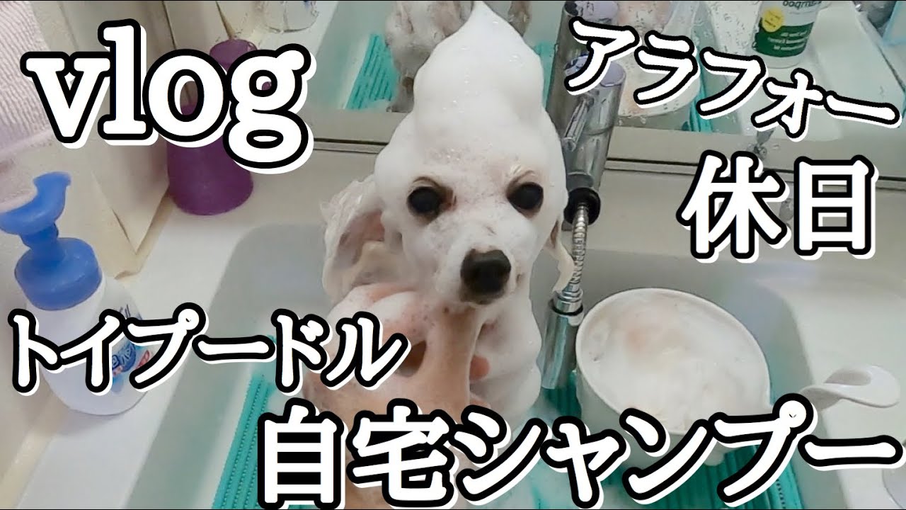 トイプードルの洗い方 Gopro Hero 8 を手に入れて おしゃれ動画を撮りたい飼主とシャンプーされる愛犬 犬vlog Youtube
