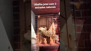 Abelha jataí com 3 entradas