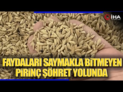 Çilimli'den Türkiye'ye Siyah Pirincin Üretim Alanı Genişletildi