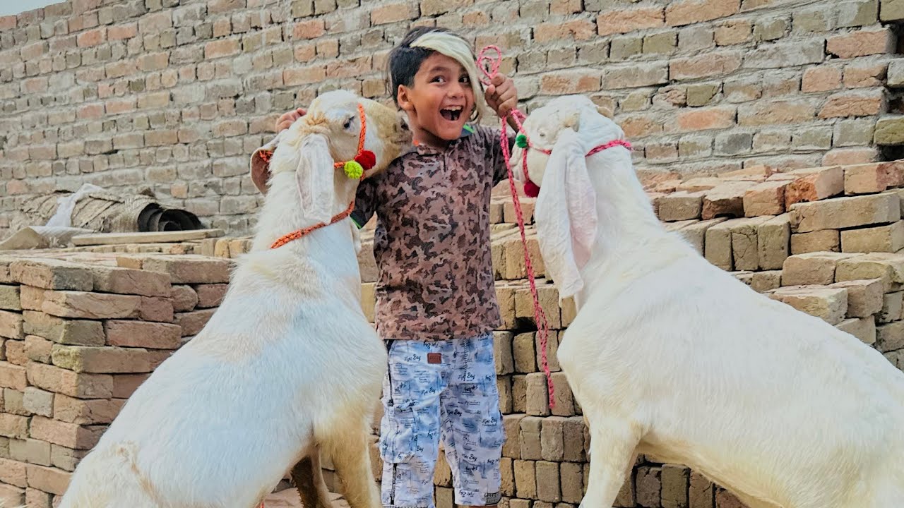 ALHAMDULILLAH qurbani k Bakry a Gaye 😳 || bakry ny sb ko takkarain mari ||