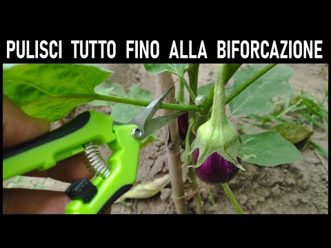 Video: Info melanzane Graffiti: come coltivare una melanzana Graffiti viola