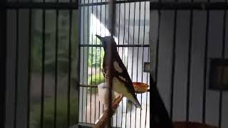 Download Lagu Burung Kicau Anis Kembar Cerewet #shorts MP3