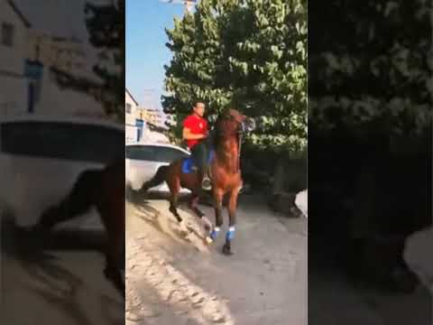 اسب حیوان Hrse 