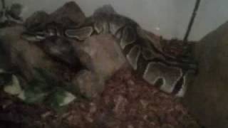 The ball python finally ate and a short update Profile