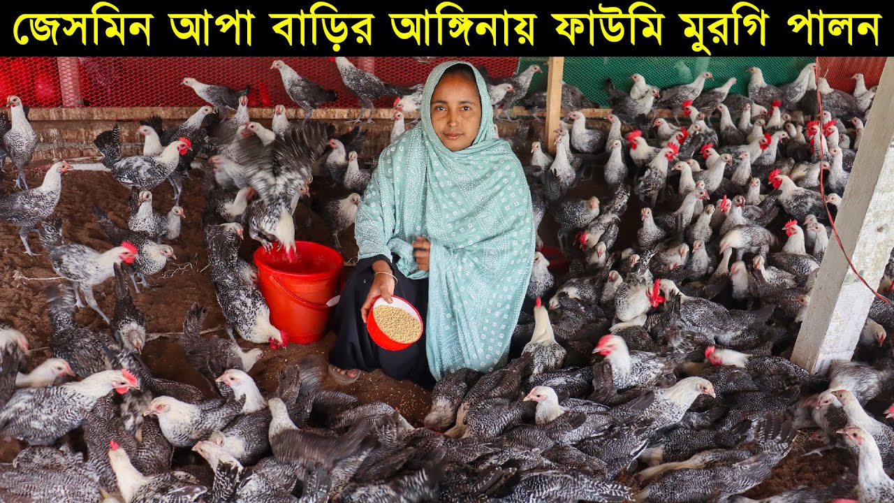 ওমান প্রবাসীর স্ত্রী জেসমিন আপা বাড়ির আঙ্গিনায় ফাউমি মুরগি পালনে সফল উদ্যোক্তা।Morgi Farming