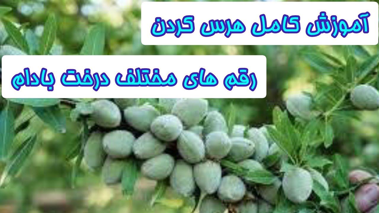 آموزش کامل روش هرس کردن  درخت بادام ، اگه میخوای هرس کنی این کلیپ ببین!!