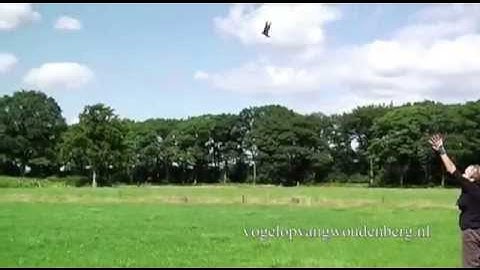 Vrijlating gierzwaluwen