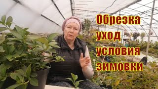 Ампельная гортензия Сбежавшая невеста уход, подготовка к зиме.