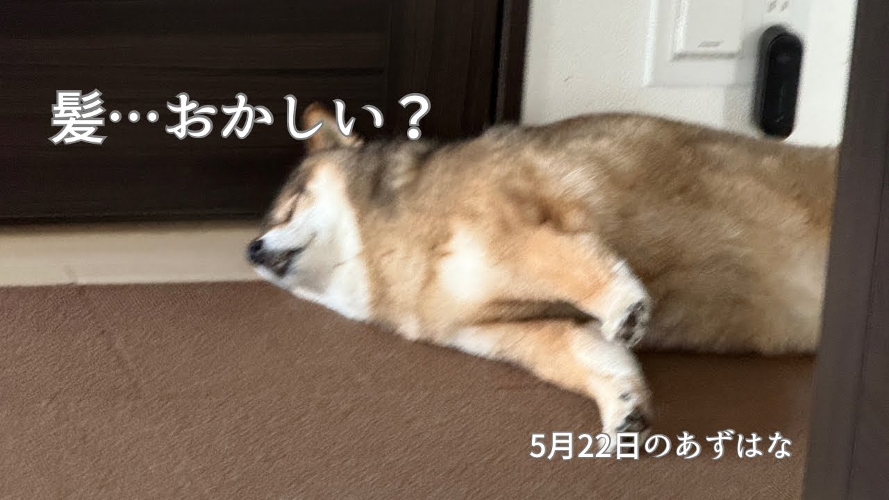 飼い主がQBハウスから帰ってきたら…