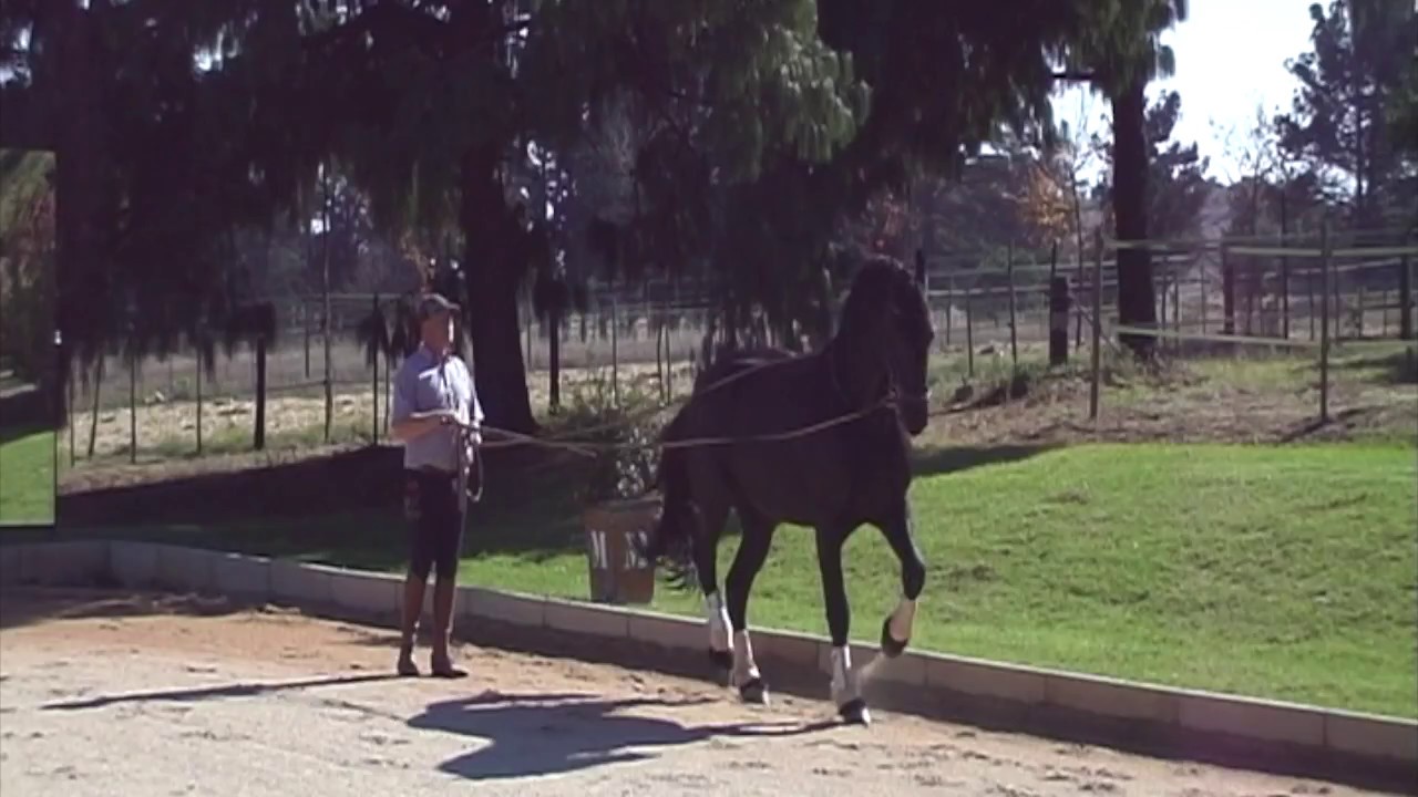 Willem Piaffe & Passage in the Longreins