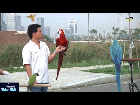 Video Đại gia Sài thành chi hàng trăm triệu nuôi Vẹt cảnh - youtube