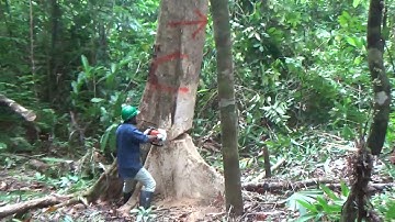 Selective Cutting/Felling Video 3