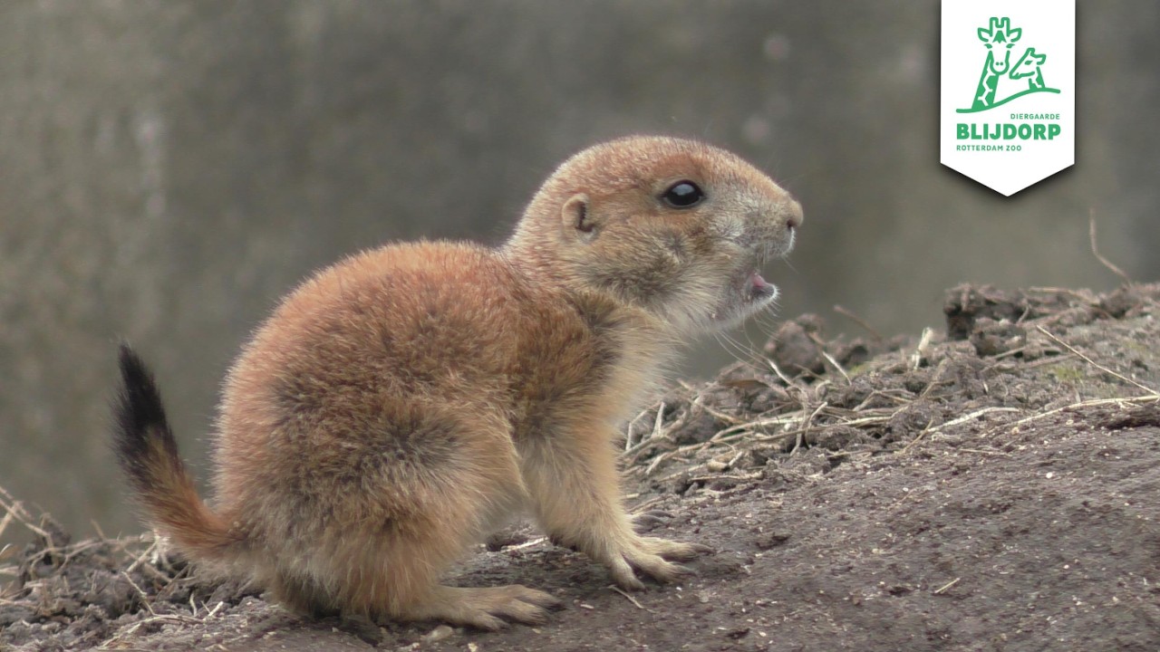 Diergaarde Blijdorp 2024