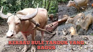 Download lagu KERBAU BULE NARIK KAYU