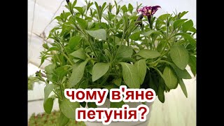 ЧОМУ В&#39;ЯНЕ ПЕТУНІЯ?