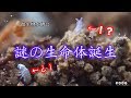 [ベスト] 水槽 微生物 細長い 190612-水槽 微生物 細長い