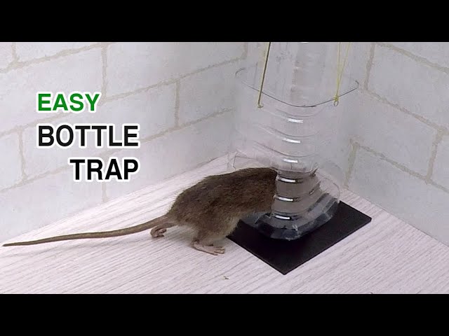 electric shock mouse trap videos｜TikTok Search