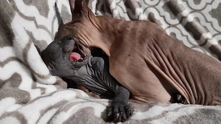 Video 11295581: don sphynx cats, sphynx cat playing, sphynx cat baby, kitten