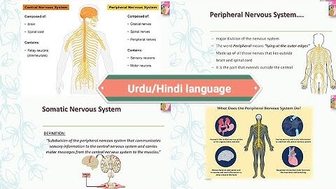 Peripheral Nervous System | Somatic Nervous System | in Urdu/Hindi language | by dear knowledge