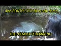 Ikan SONTOLOYO, bikin naik darah, bikin emosi pemancing