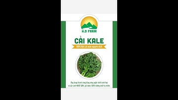 BỘT CẢI KALE ĐÀ LẠT