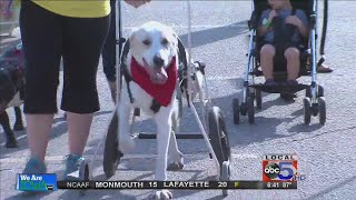 Dog parade kicks off Beaverdale fall festival