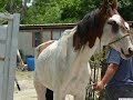 From Abused to Adored - Rescue Horse Story