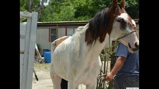 From Abused to Adored  Rescue Horse Story