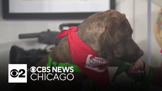 Sweetheart Capone in the CBS 2 Pet Rescue Spotlight